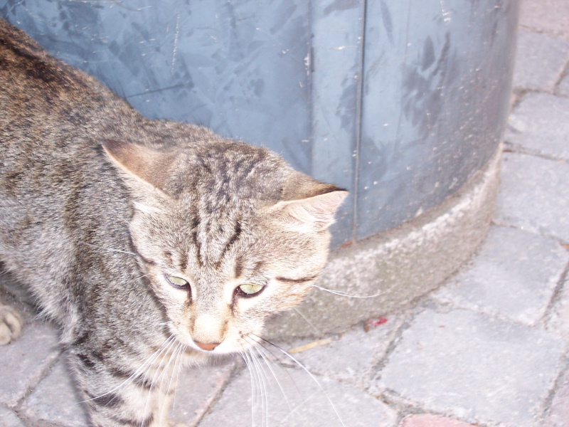 100_0050.JPG